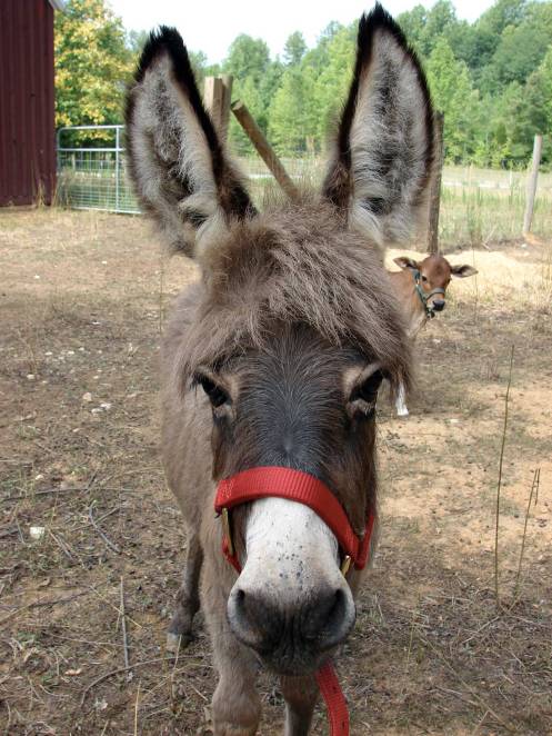 donkey-donkey